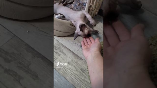 Ленивец сфинкс Марс😂#канадсиесфинксы #catshorts #cats
