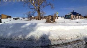 Скворцы летят на РОДину )