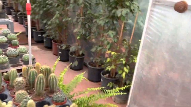Sera Gezilerine Devam(Tulipa Peyzaj)Bursa-Geçit 2.Bölüm #vlog #sukulent #kaktus #sardunya #begonvil