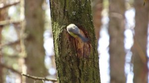 Птицы Лазаревки готовят гнездо