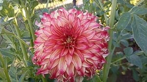 Георгин Леди Дарлин . Dahlia Lady Darlene .