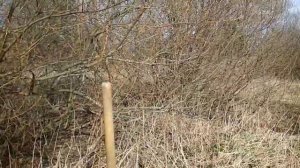 Посадка окопника часть вторая