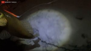 РЫБАЛКА ОДНОГО ВОБЛЕРА! Ловля ночного судака. Рыбалка на Москва реке ночью.  СУДАК на воблеры!