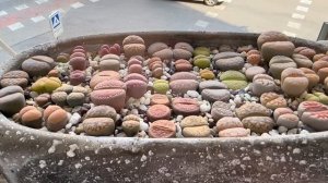 Литопсы/ Lithops. Проблемы, которые появляются у литопса летом. Миф о литопсе. 27.06.2023.