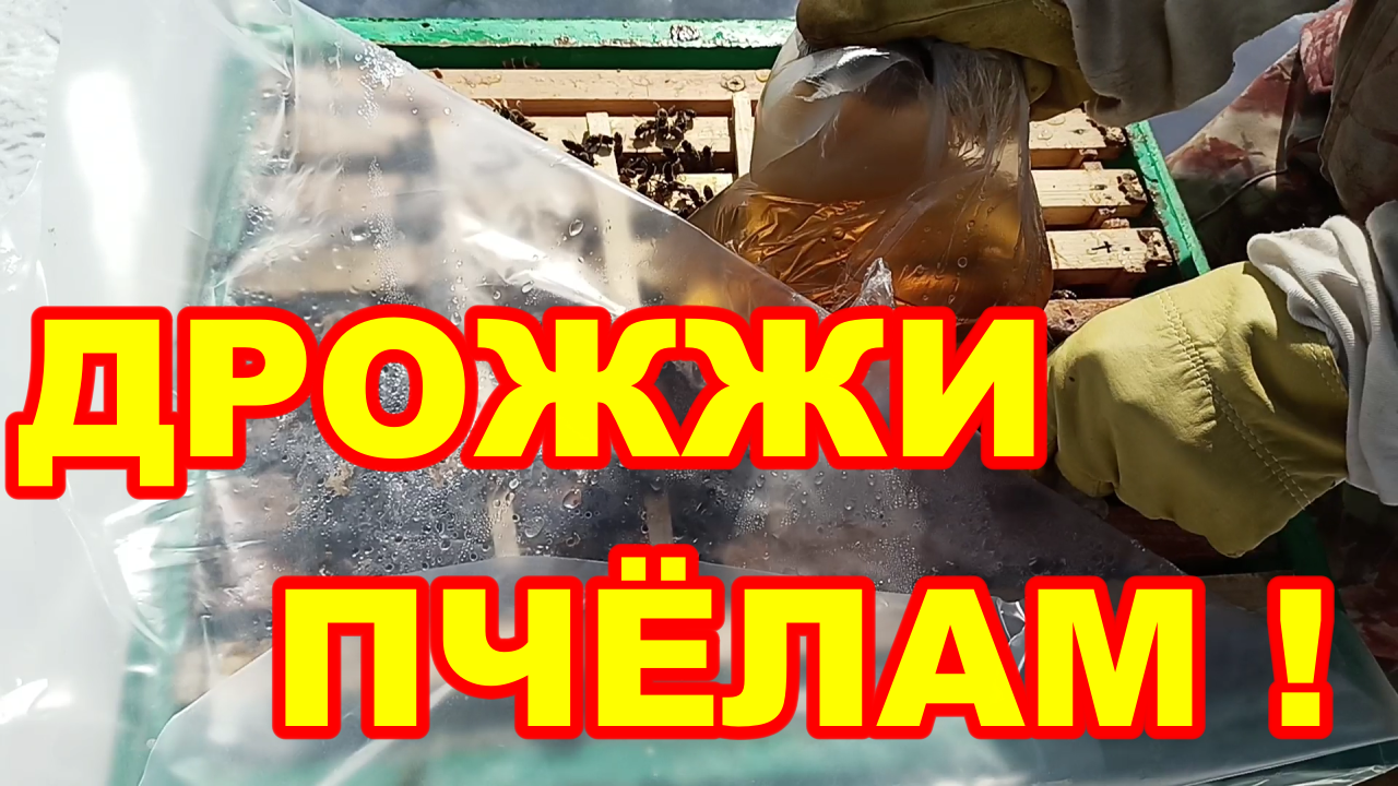 Дрожжи ПЧЁЛАМ ! Подкормка пчёл дрожжами весной пропорции