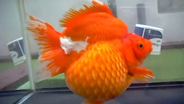 SOLID GIANT RYUKIN смотреть онлайн