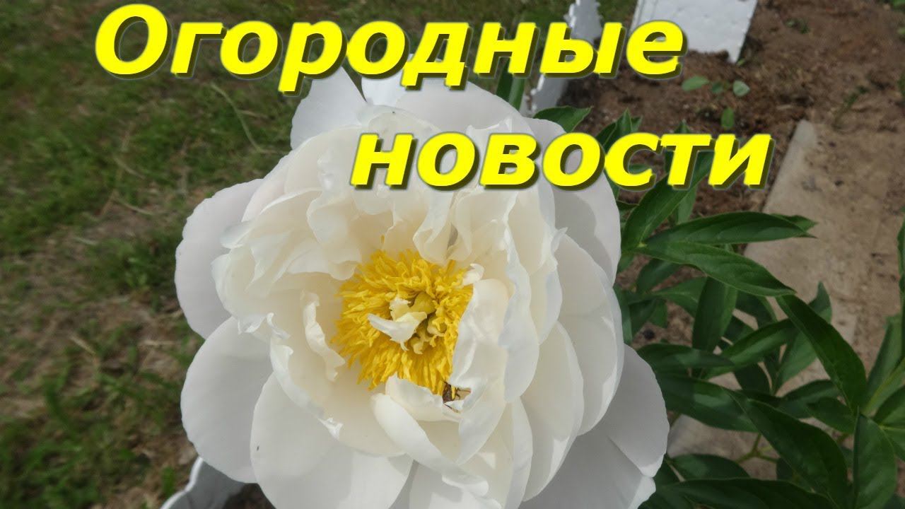 Огородные новости//Огород в Сибири