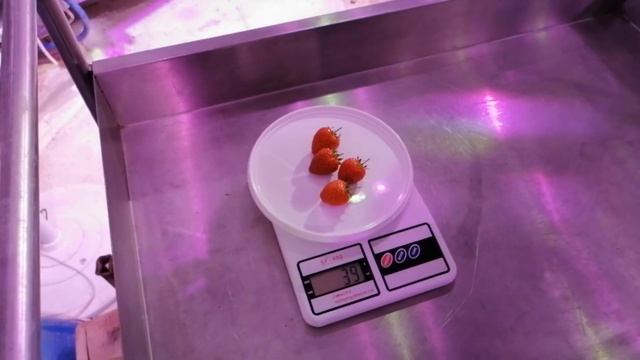 Сорт Альбион гроурепорт. Клубника на гидропонике. смотреть онлайн