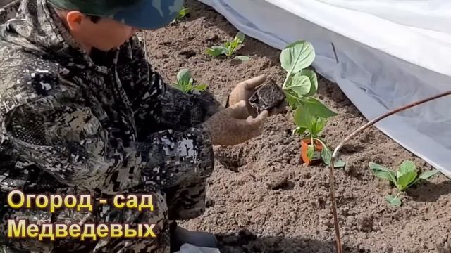 Капуста «Мегатон» мой опыт выращивания смотреть онлайн