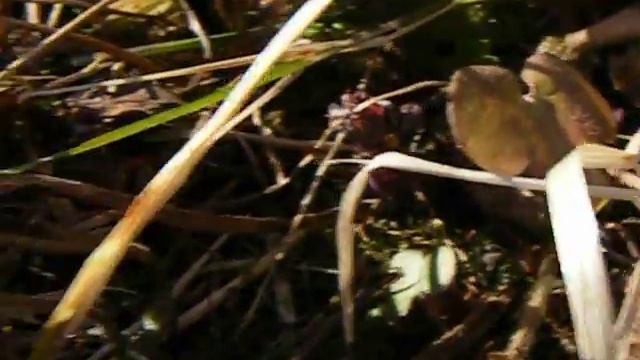 Fujifilm S5700 macro video 2 смотреть онлайн