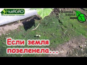 СРОЧНО ПРИМИТЕ МЕРЫ, если земля ПОЗЕЛЕНЕЛА! Тревожный симптом зеленой земли в теплице и огороде.