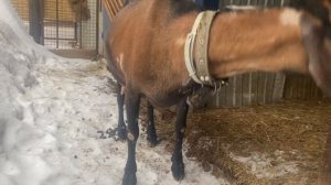 ЛИПА (Ватрушка*Феникс). 98,44*1,56% нубийско-альпийская коза по козлам ADGA/Америка. +79157787787