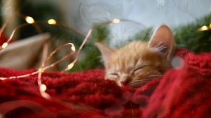 Kitty Christmas - Christmas music to relax