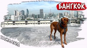 Невероятное приключение в Бангкоке с моей собакой!