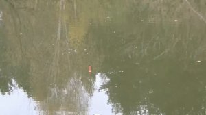 Рыбалка у дома .Поплавок.Октябрь.