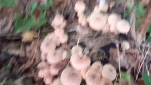 ПОИСК ОПЯТ В ЛЕСУ ПО ПНЯМ, ДЕРЕВЬЯМ И ТРАВЕ. ПОШЛИ ОПЯТА, СОБИРАЕМ.