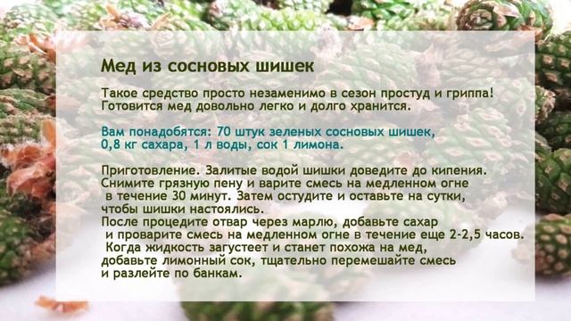 СОСНОВЫЕ ШИШКИ В РЕЦЕПТАХ НАРОДНОЙ МЕДИЦИНЫ
