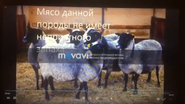 Романовская порода овец смотреть онлайн