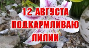 12 августа. Подкармливаю лилии.mp4