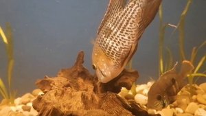 Акара бирюзовая.