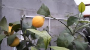 Лимон Сангвинум