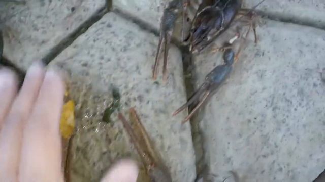 Подводная охота. Днепр. 13 октября. Крупные раки. смотреть онлайн