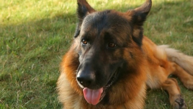 10.11.15 Усы, Лапы, Хвост! смотреть онлайн