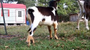 Autofellatio (Oral Self Stimulation) in Male Goats