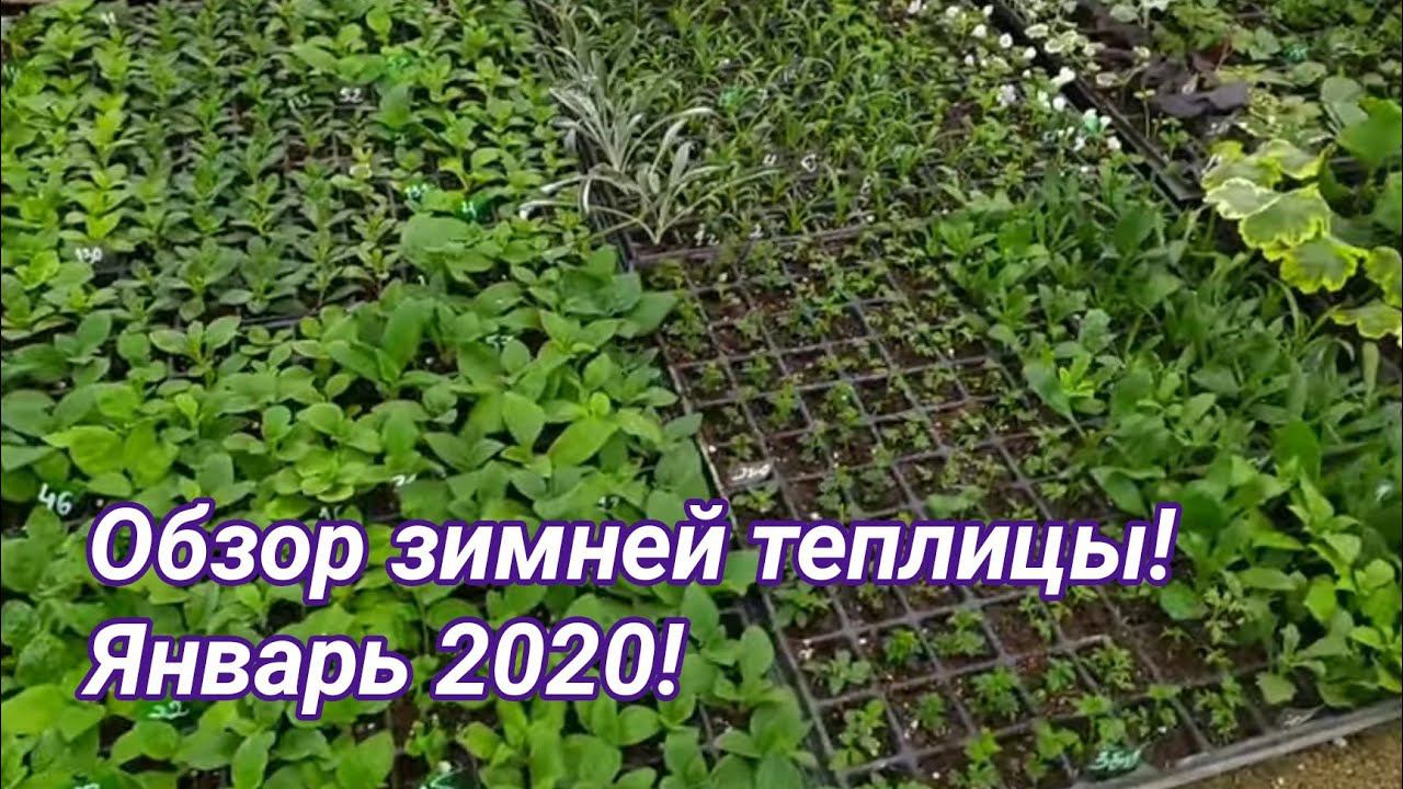 Обзор зимней тёплой теплицы. Январь 2020!
