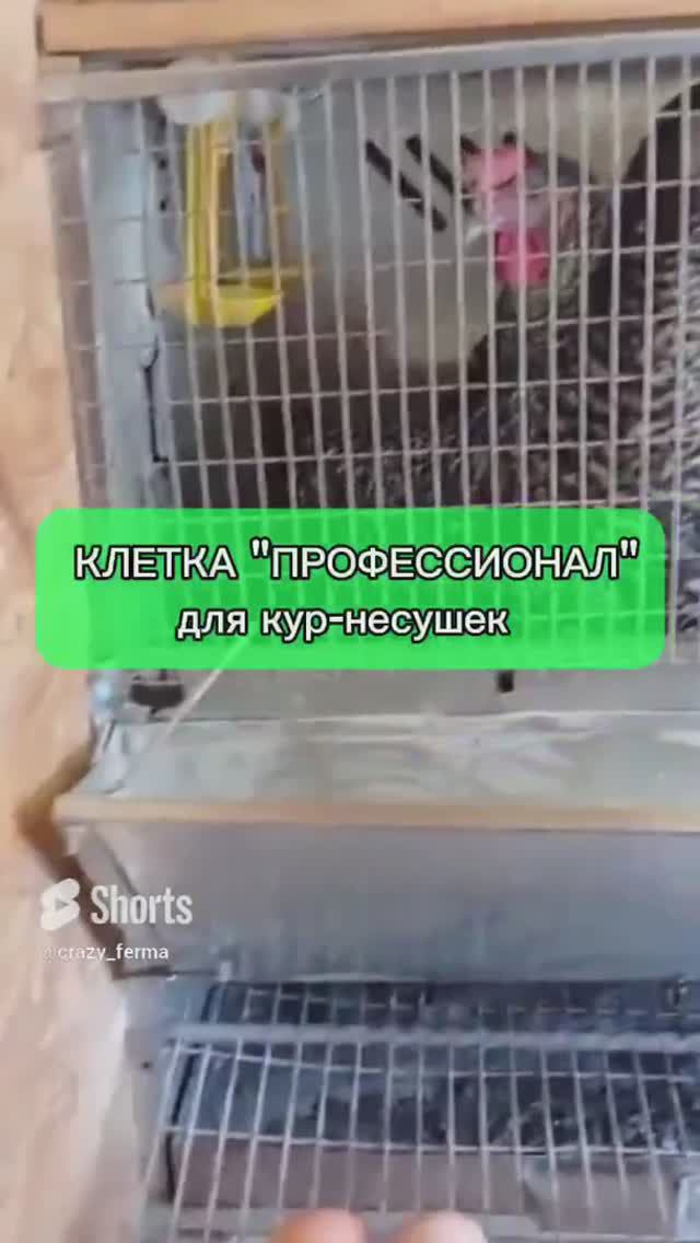 🥚Спасение от расклева яиц! #птицеводство #курятник #ферма #shorts