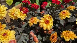 Георгины Низкорослые с Пурпурной листвой. Загадочная серия-новинка. Dark leaf dahlias. London