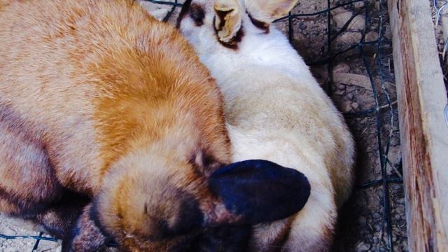 Экскурсия в Домодедово смотреть онлайн