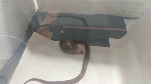 Кормление африканской домовой змеи