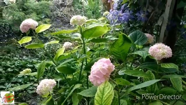 Однолетники из семян. Цветение. Начало июня. Гроза... смотреть онлайн