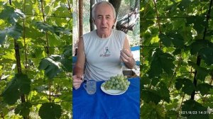 @Какой виноград посадить? Виноград ВОСТОРГ. Начинающему виноградарю