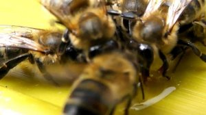 ПЧЕЛА СОБИРАЕТ МЁД. КРУПНЫЙ ПЛАН КАК ПЧЁЛЫ ЗАБИРАЮТ КАПЛЮ МЁДА С ЛЕТКА. ПЧЕЛА КАРНИКА. ЛЕСНАЯ ПАСЕК