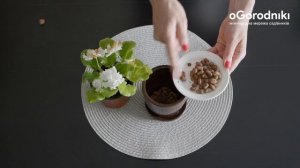 Как правильно пересадить фиалку