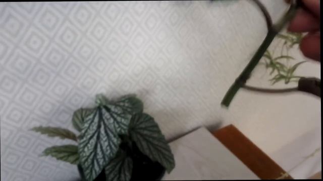 Пересадка и Деление ТИГРОВОЙ БЕГОНИИ БАУЭРА