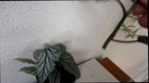 Пересадка и Деление ТИГРОВОЙ БЕГОНИИ БАУЭРА