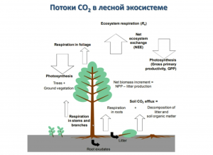 А.В. Ольчев: Методы измерения потоков парниковых газов