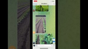 Перец Хаски - не удалять цвветок