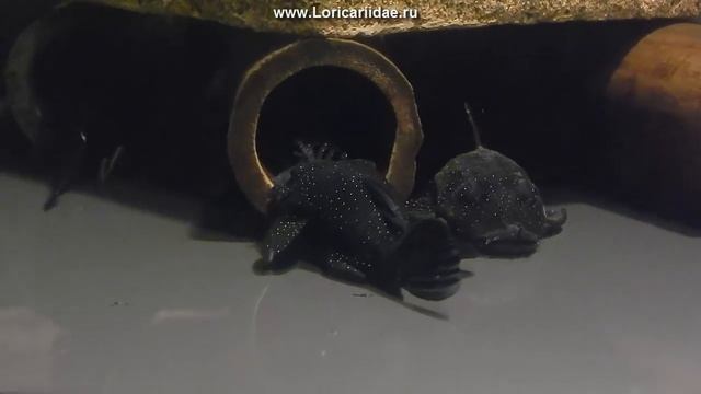 Анциструс звездчатый L181