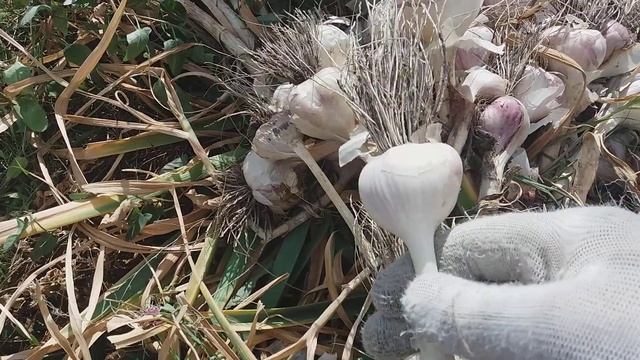 Как влияет плотность грунта на форму чеснока. Блицобзор. смотреть онлайн