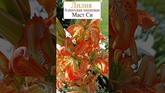Лилия азиатская махровая Маст Си.?