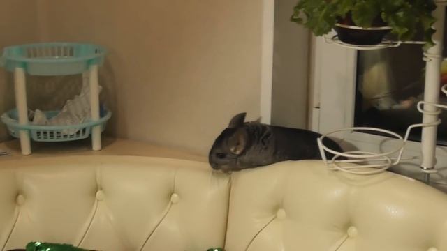 Шиншилла Шуша и игрушки/ Забавная смешная шиншилла