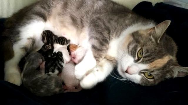 Беременная кошка дрожала от страха, прячась в углу клетки смотреть онлайн