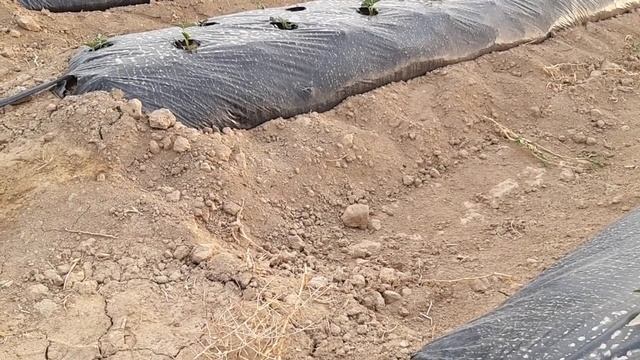 Новый сорт клубники Аллегро смотреть онлайн