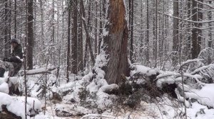 Охота. Жизнь в лесу. Таежный путь.