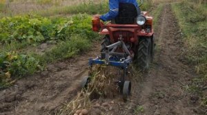 Трактор Т-012. Грохотная картофелекопалка. Копаем картошку.