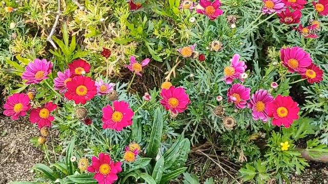 Весна в Испании/ Ромашки или хризантемы/ Аргирантемум на побережье/ Жизнь в Испании смотреть онлайн